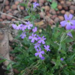 Location: My rock garden in St Louis
Date: 2017-09-23
Tiny flowers on a small plant