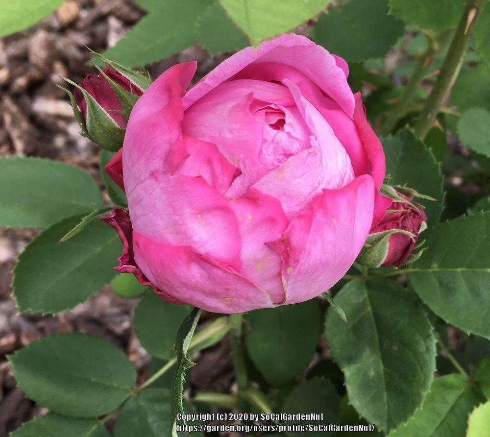 Photo of Rose (Rosa 'Baronne Prevost') uploaded by SoCalGardenNut