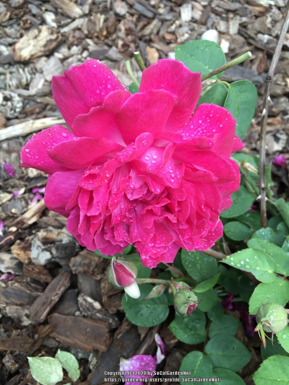 Photo of Rose (Rosa 'Maggie') uploaded by SoCalGardenNut