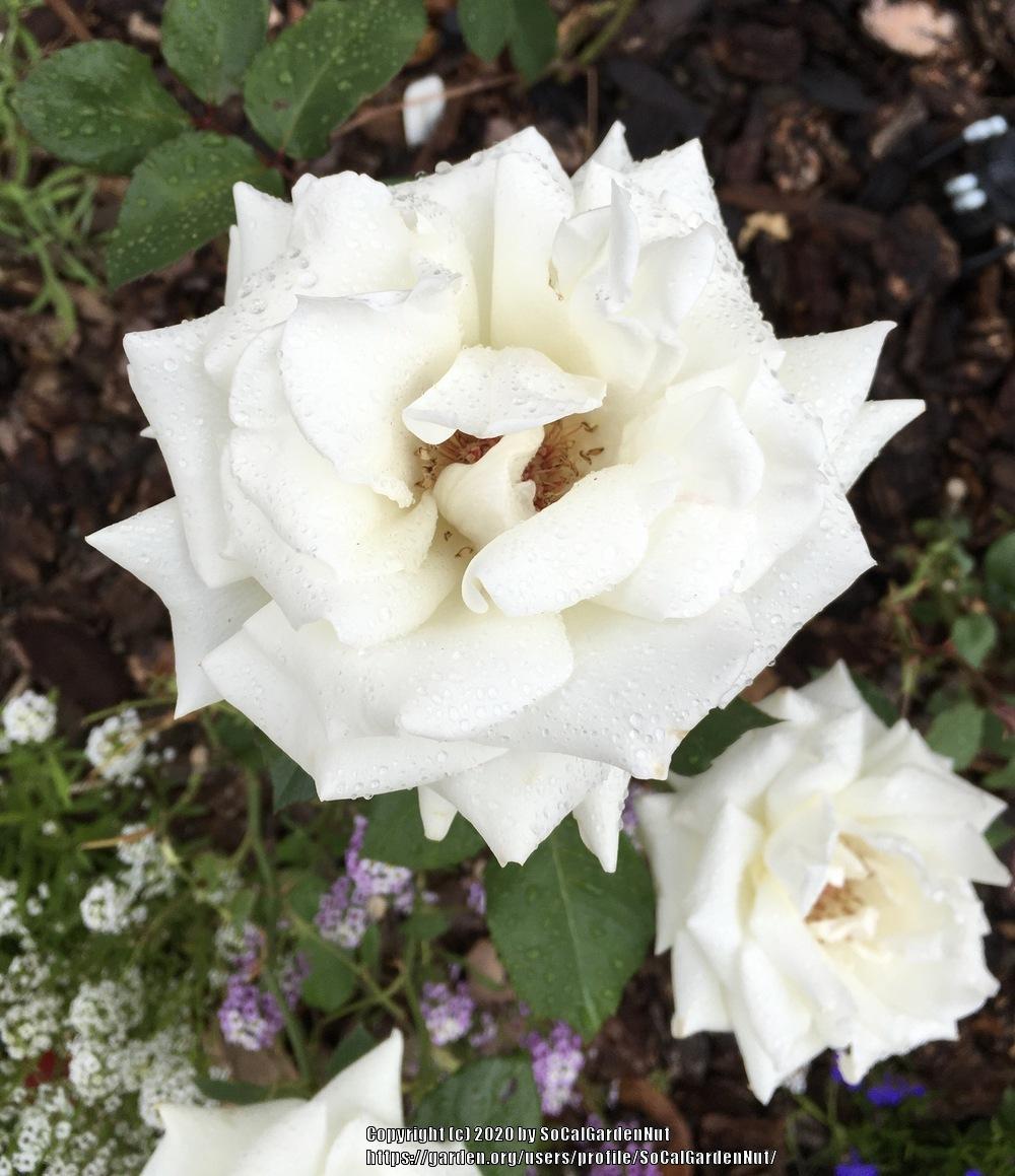 Photo of Rose (Rosa 'Pascali') uploaded by SoCalGardenNut