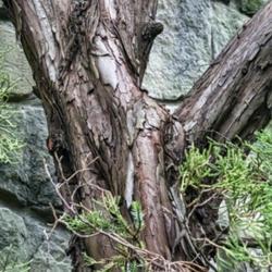 Location: Toledo Botanical Gardens, Toledo, Ohio
Date: 2019-10-17
Trunk details of a 30 year old torulosa or twisted juniper.