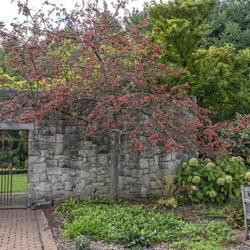 Location: Toledo Botanical Gardens, Toledo, Ohio
Date: 2019-10-17
Malus White Angel™, crabapple, with a lush crop of fruit.  In t