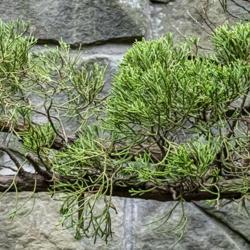Location: Toledo Botanical Gardens, Toledo, Ohio
Date: 2019-10-17
Needle detail of a Torulosa juniper