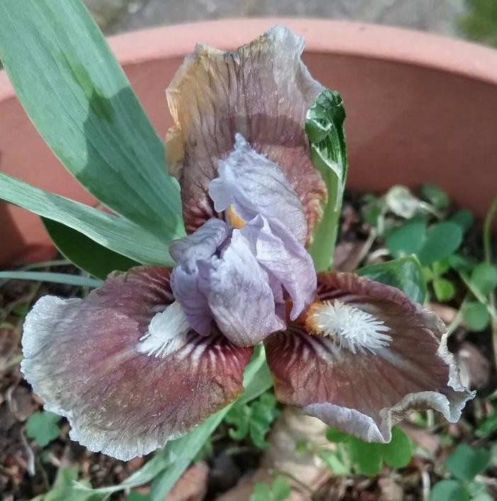 Photo of Standard Dwarf Bearded Iris (Iris 'Fred Elmer Bond') uploaded by grannysgarden