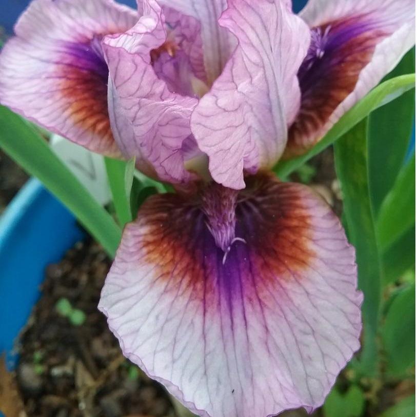 Photo of Standard Dwarf Bearded Iris (Iris 'Vinello') uploaded by grannysgarden