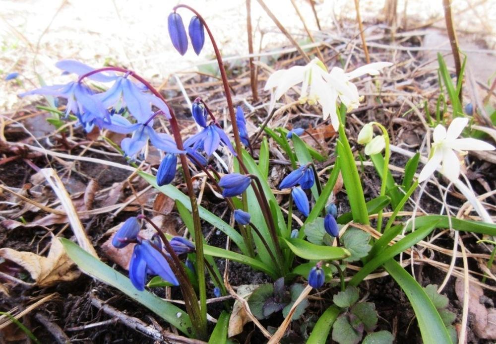 Photo of Siberian Squill (Scilla siberica) uploaded by janelp_lee