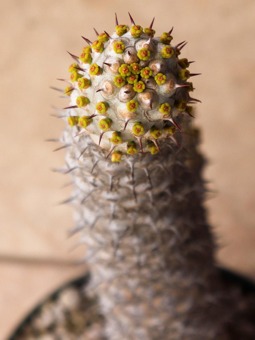 Photo of Euphorbia (Euphorbia venenifica) uploaded by Baja_Costero