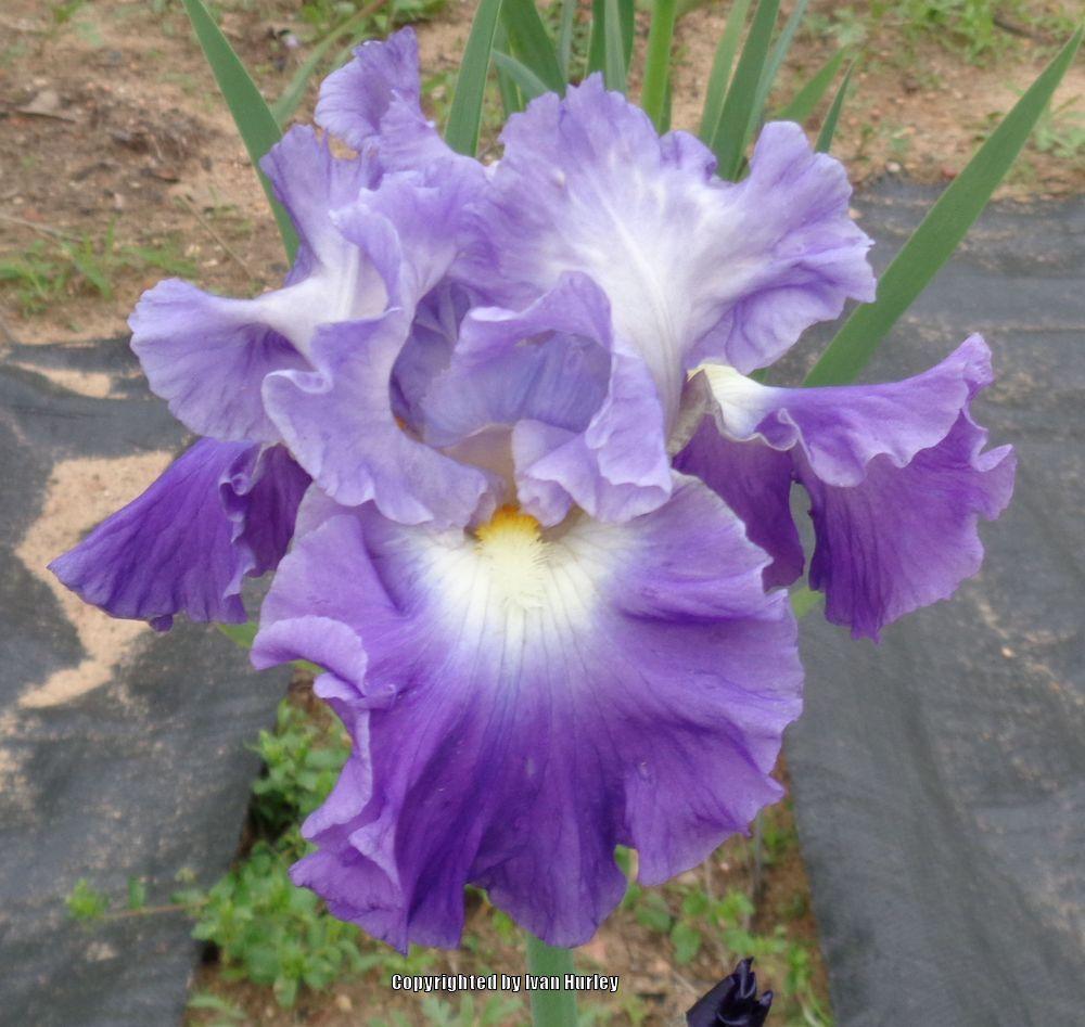 Photo of Tall Bearded Iris (Iris 'Joy Returns') uploaded by Ivan_N_Tx