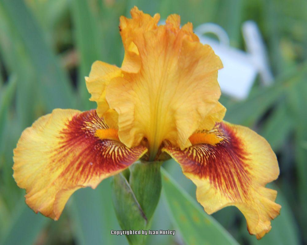 Photo of Tall Bearded Iris (Iris 'Burst') uploaded by Ivan_N_Tx