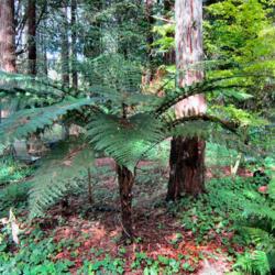 Location: Del Norte county, Ca. amongst the Redwoods
Date: 2020-04-05
Tasmanian Tree Fern amongst the Redwoods