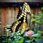 A Giant #Swallowtail enjoying the sweet nectar from a Lantana blo