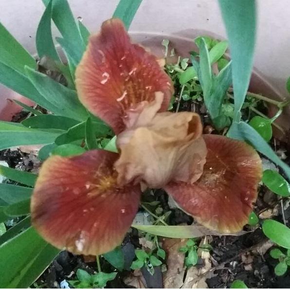 Photo of Miniature Dwarf Bearded Iris (Iris 'Cinnamon Apples') uploaded by grannysgarden