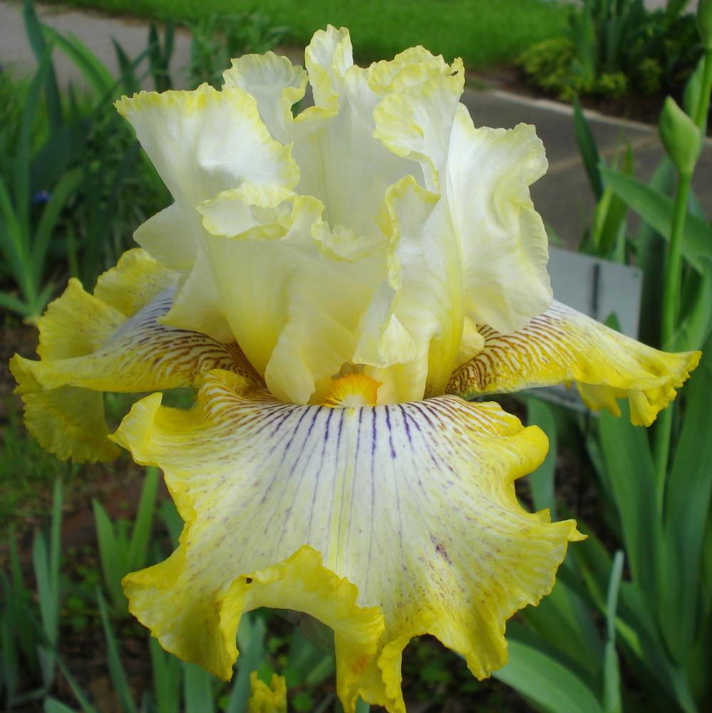 Photo of Tall Bearded Iris (Iris 'Double Ringer') uploaded by lovemyhouse