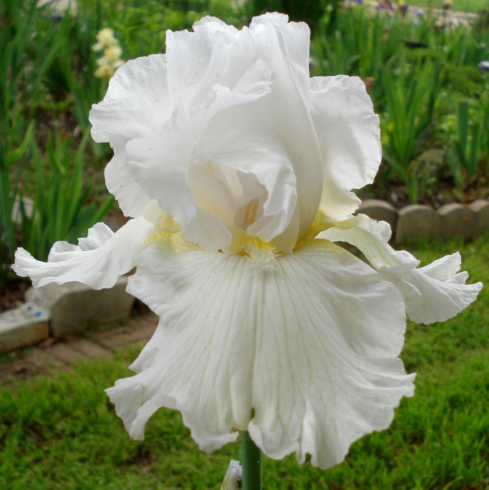 Photo of Tall Bearded Iris (Iris 'Murrah Memorial') uploaded by lovemyhouse