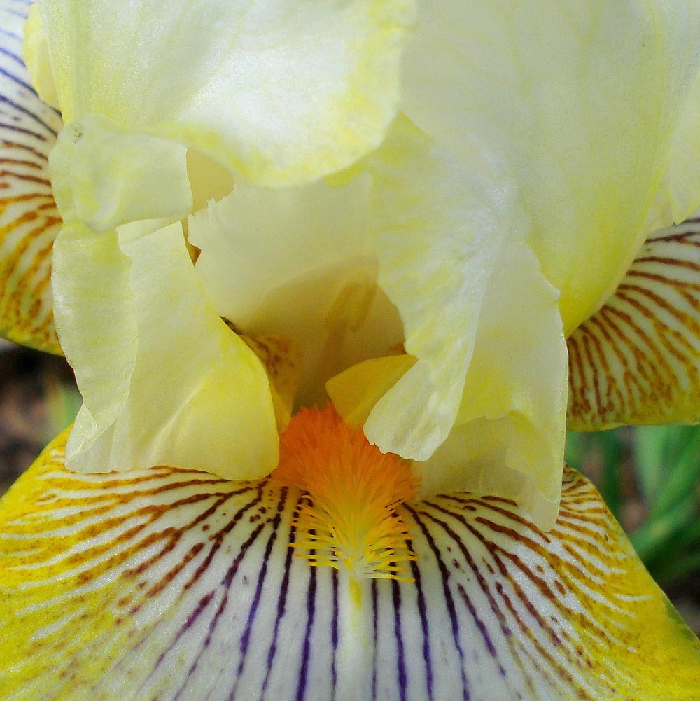 Photo of Tall Bearded Iris (Iris 'Double Ringer') uploaded by lovemyhouse