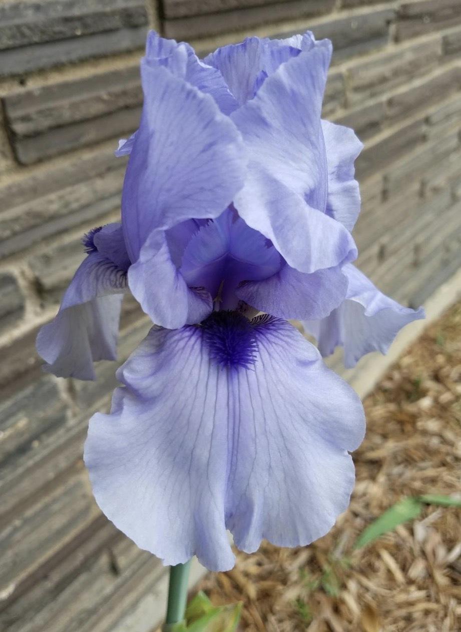 Photo of Border Bearded Iris (Iris 'Blackbeard') uploaded by txtreehugger