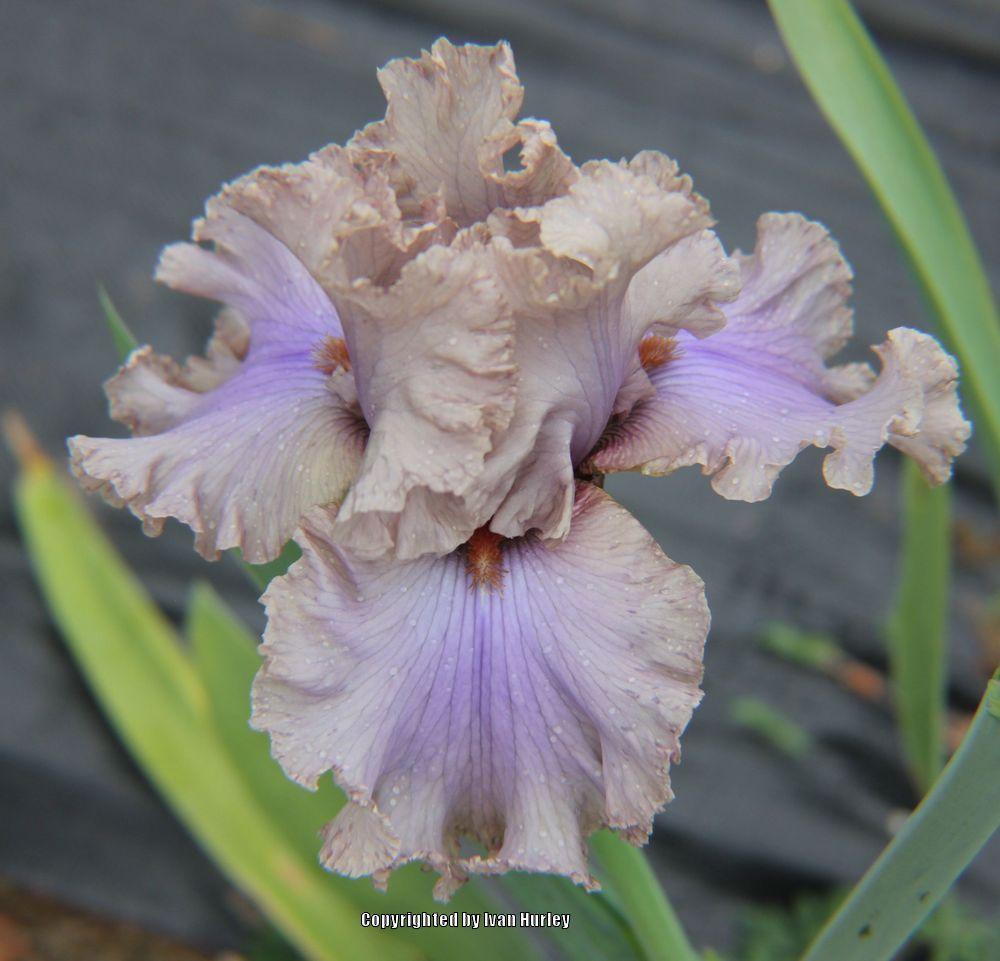 Photo of Tall Bearded Iris (Iris 'Stop Flirting') uploaded by Ivan_N_Tx