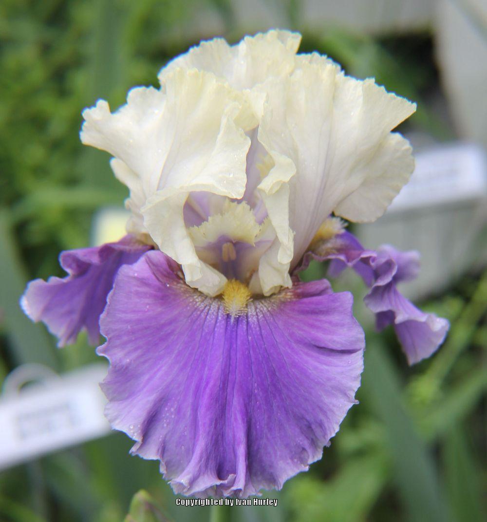 Photo of Tall Bearded Iris (Iris 'Champagne Journey') uploaded by Ivan_N_Tx