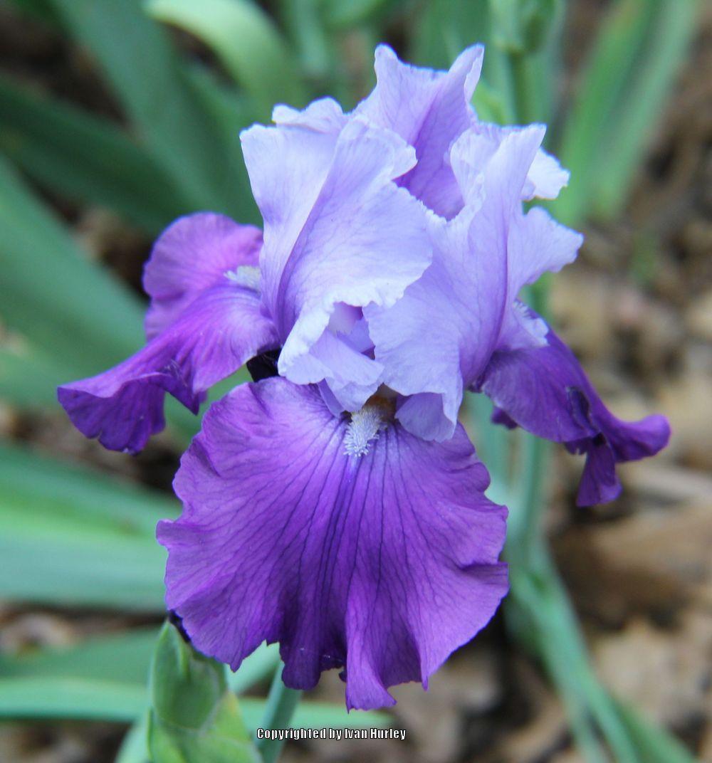 Photo of Tall Bearded Iris (Iris 'Mystique') uploaded by Ivan_N_Tx