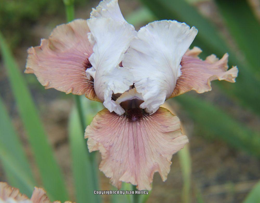 Photo of Tall Bearded Iris (Iris 'Imprimis') uploaded by Ivan_N_Tx