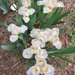 Location: Durham, NC
Date: 2020-03-31
Very prolific bloomer!