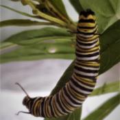 A#Monarch Buttterfly caterpillar feasting on the leaves of the Mi