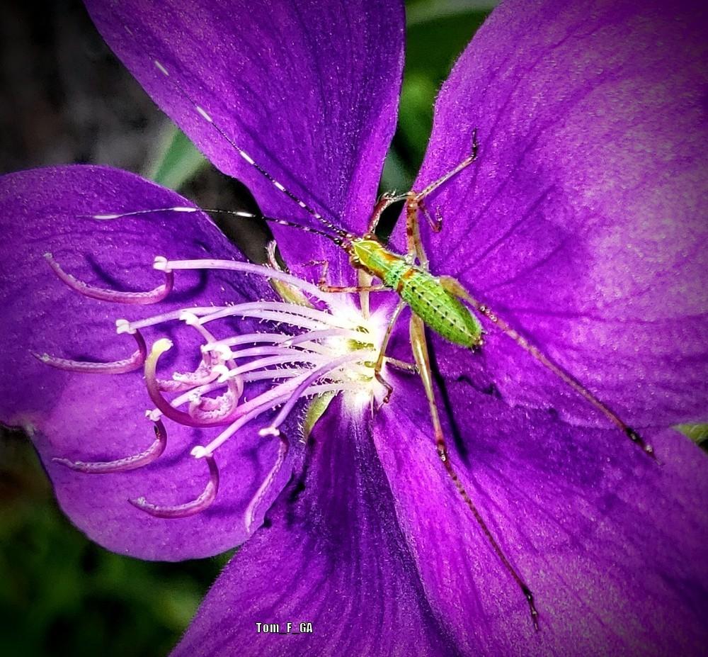 Photo of Princess Flower (Pleroma urvilleanum) uploaded by Tom_F_GA