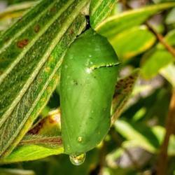 Location: Thomasville, GA USA
Date: 2019-05-06
A #Monarch chrysalis attached to a leaf. Note the faint outline o