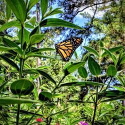 Location: Thomasville, GA USA
Date: 2019-05-06
A #Monarch Butterfly perching on the leaves of the Glory Bush enj