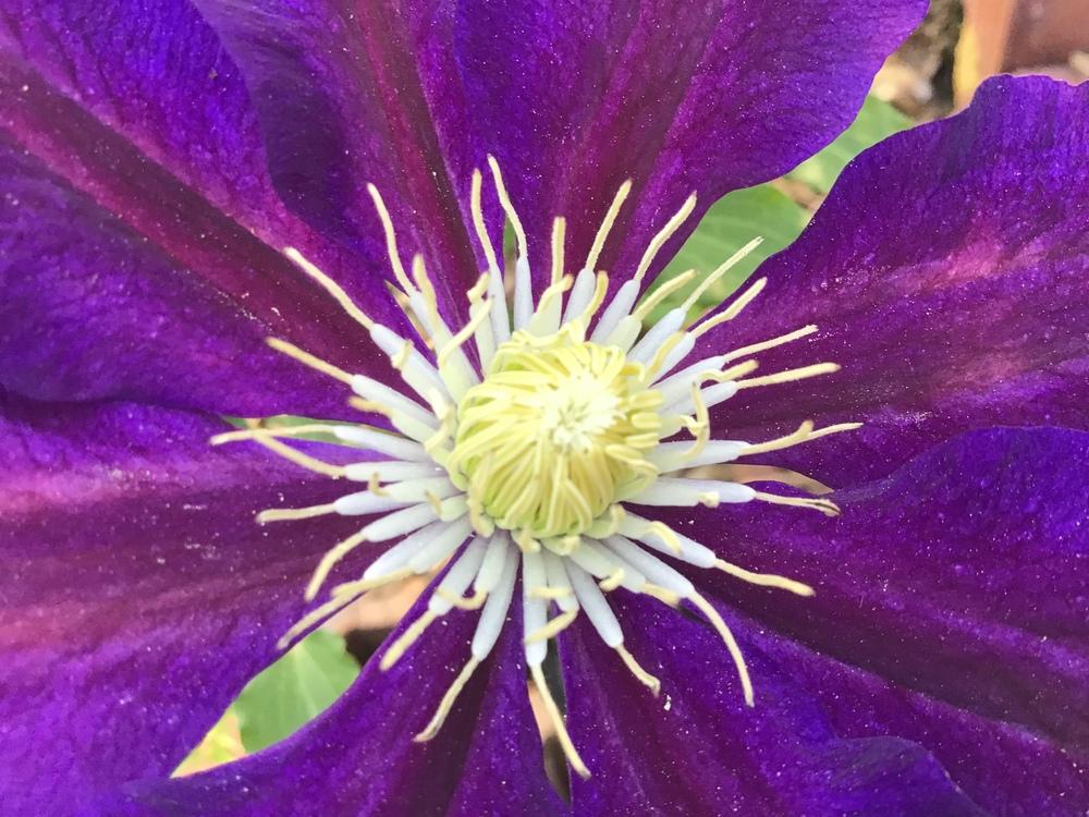 Photo of Clematis uploaded by gardenfish
