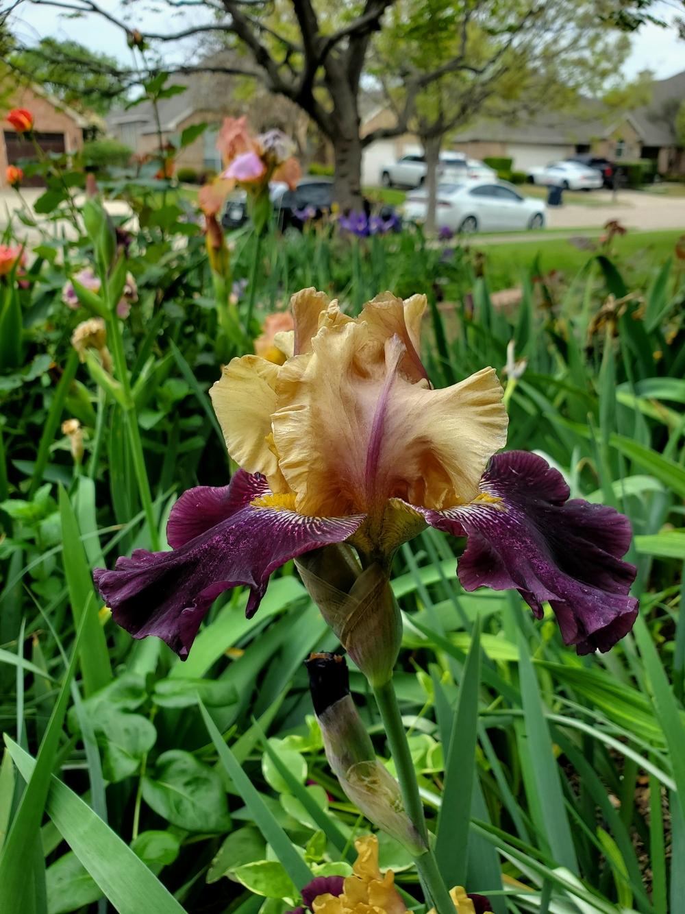 Photo of Tall Bearded Iris (Iris 'Table for Two') uploaded by javaMom