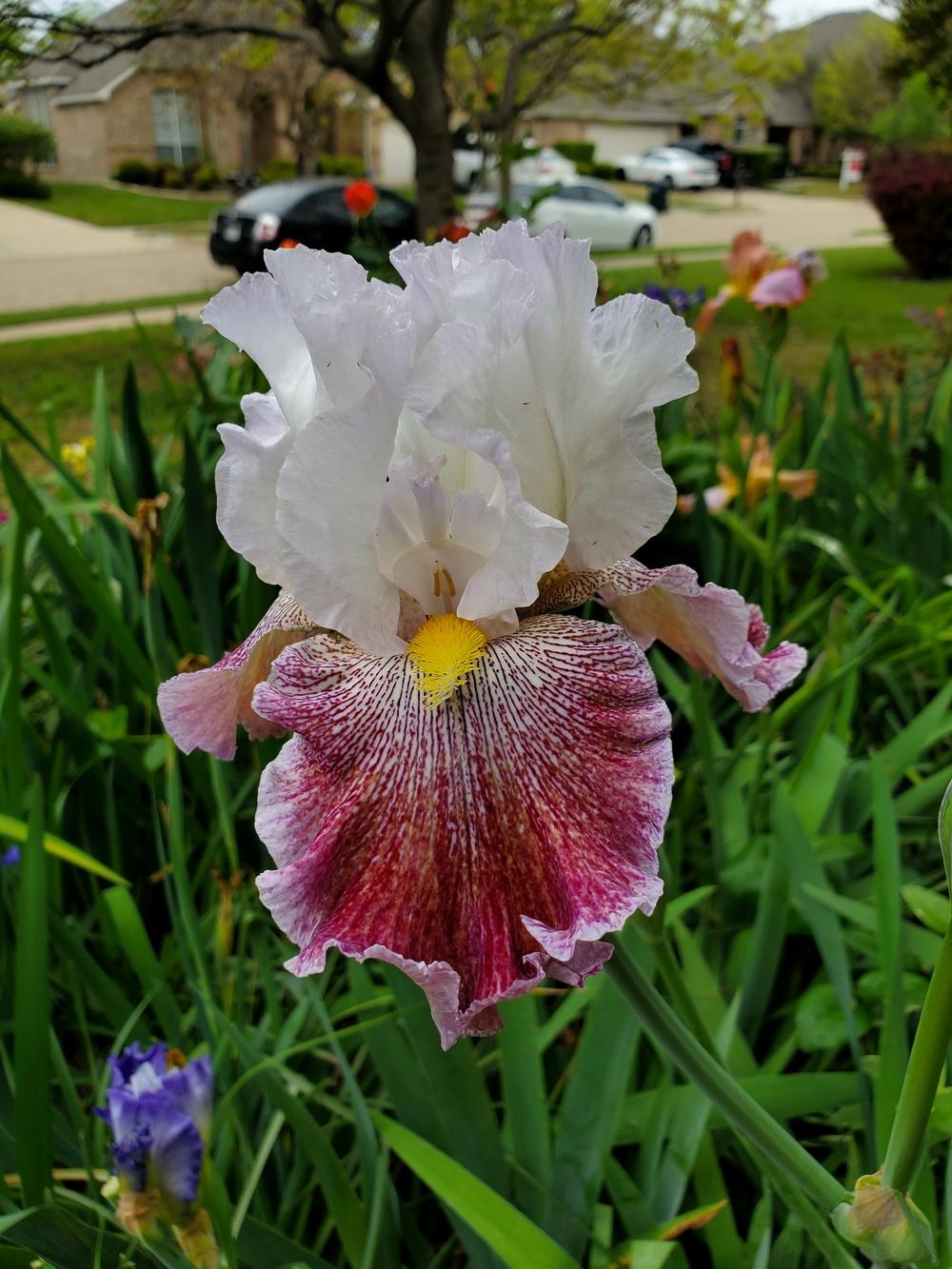 Photo of Tall Bearded Iris (Iris 'Thundering Ovation') uploaded by javaMom
