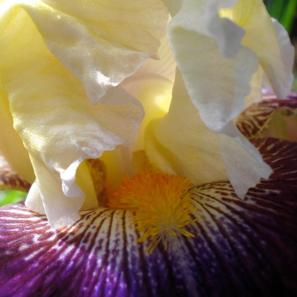 Photo of Tall Bearded Iris (Iris 'Battle of the Bands') uploaded by lovemyhouse