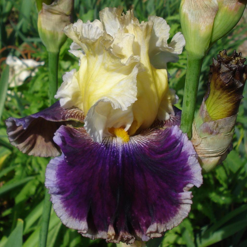 Photo of Tall Bearded Iris (Iris 'Battle of the Bands') uploaded by lovemyhouse