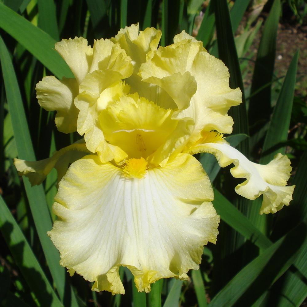 Photo of Tall Bearded Iris (Iris 'Hollywood Blonde') uploaded by lovemyhouse