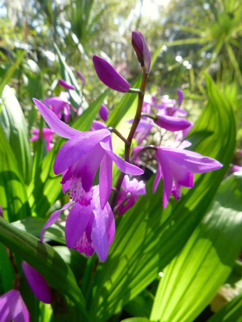 Photo of Chinese Ground Orchid (Bletilla striata) uploaded by scvirginia