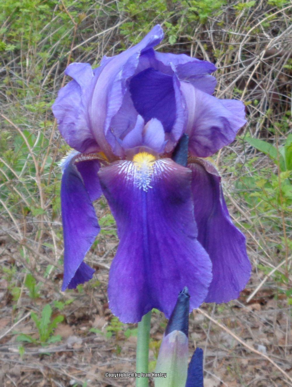 Photo of Irises (Iris) uploaded by Ivan_N_Tx