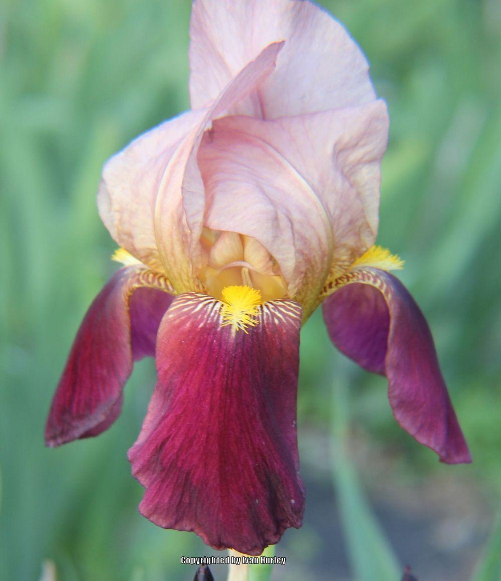 Photo of Tall Bearded Iris (Iris 'Indian Chief') uploaded by Ivan_N_Tx