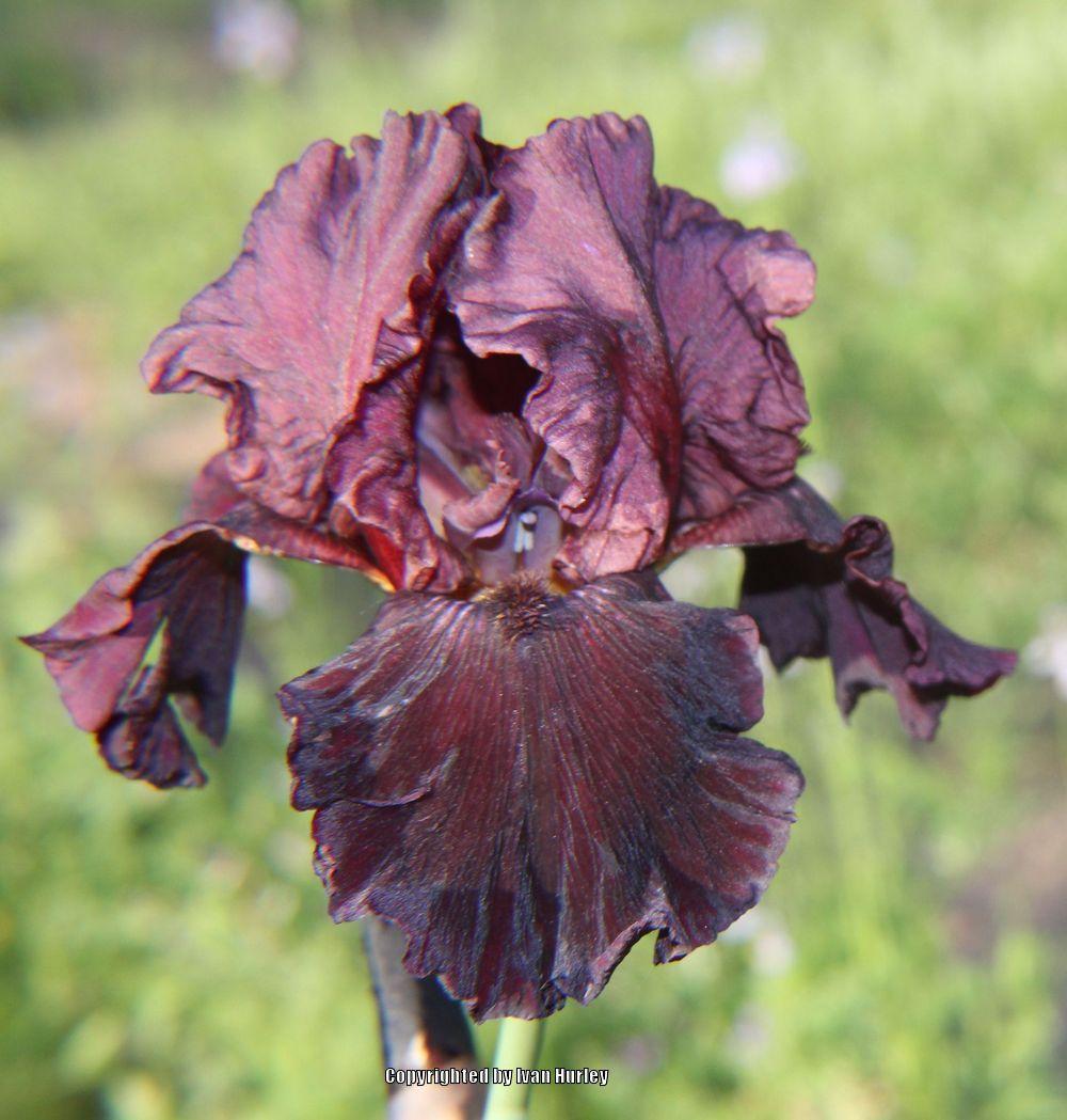 Photo of Tall Bearded Iris (Iris 'Smoldering Fire') uploaded by Ivan_N_Tx