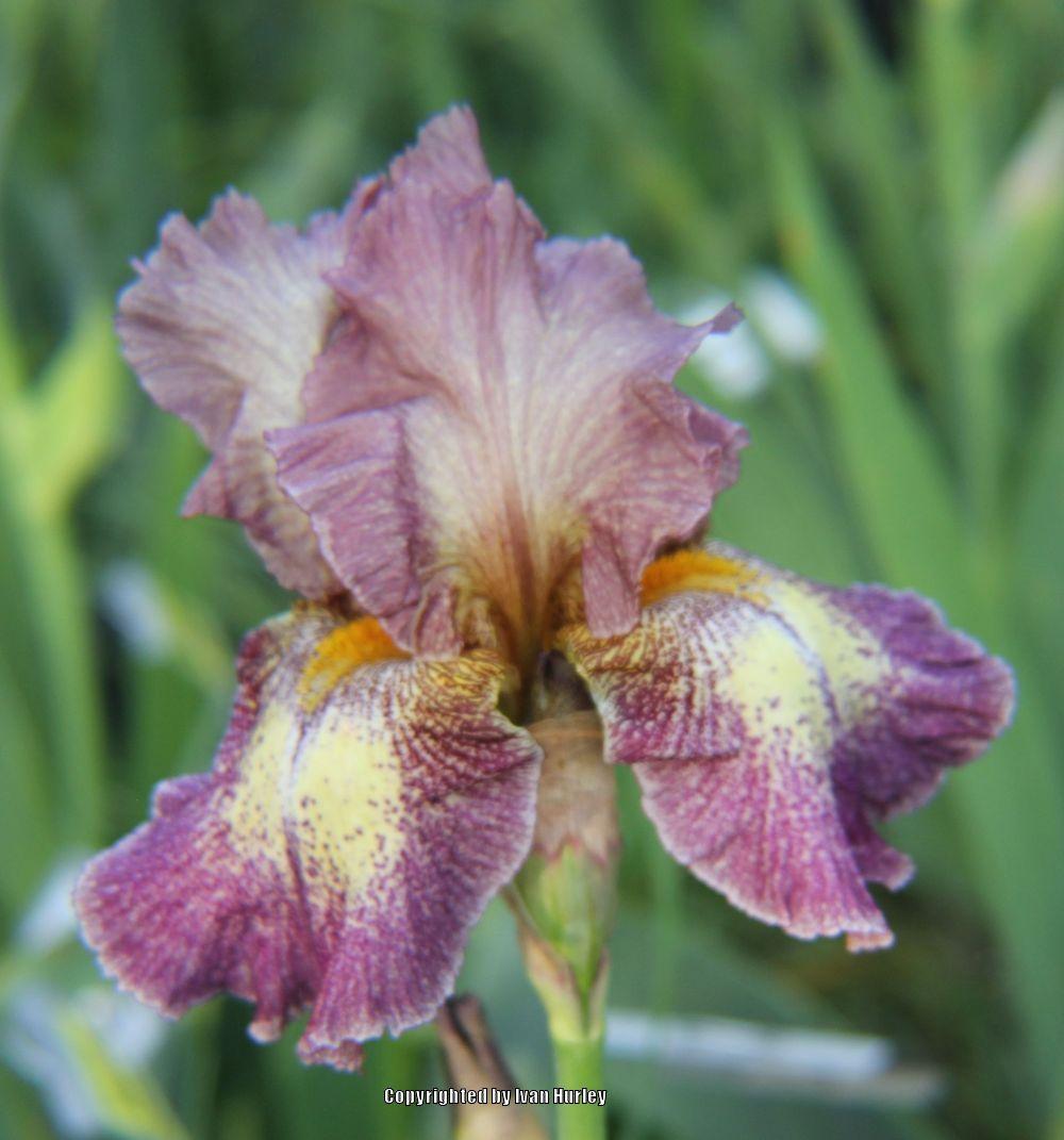 Photo of Tall Bearded Iris (Iris 'Halloween Moon') uploaded by Ivan_N_Tx