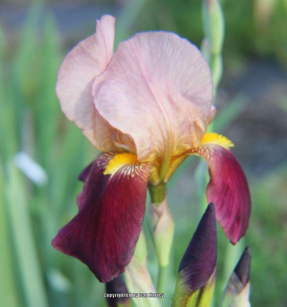 Photo of Tall Bearded Iris (Iris 'Indian Chief') uploaded by Ivan_N_Tx