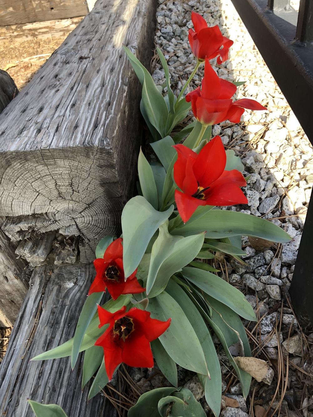 Photo of Tulip (Tulipa 'Madame Lefeber') uploaded by JeffLoflinECV