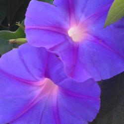 Location: CA
Date: 2016-08-28
Beautiful Violet Morning Glory Blooms