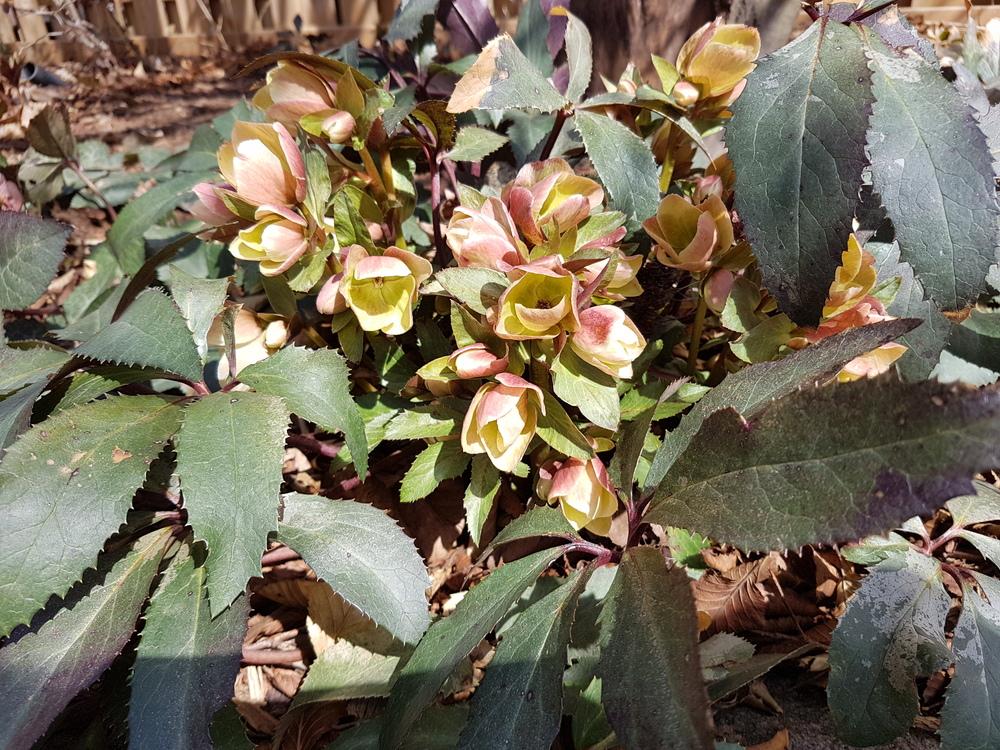Photo of Hellebore (Helleborus Gold Collection® Monte Cristo) uploaded by MissMew