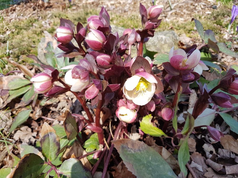 Photo of Hellebore (Helleborus Gold Collection® Pink Frost) uploaded by MissMew