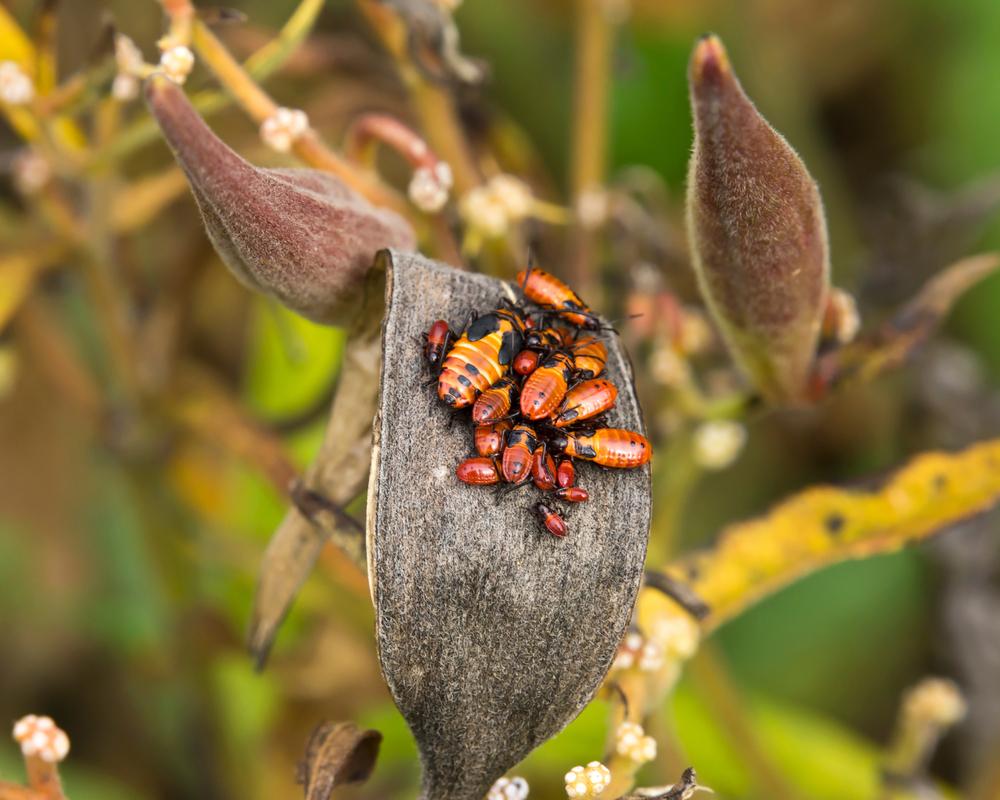 Photo of Butterfly Milkweed (Asclepias tuberosa) uploaded by arctangent