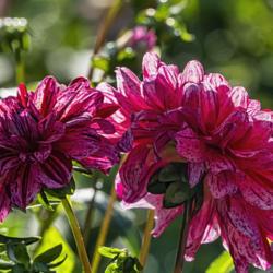 Location: Dahlia Hill, Midland, Michigan
Date: 2019-09-26
Two blooms soaking up the late September sunlight - Mingus Toni d