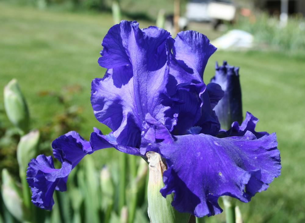 Photo of Tall Bearded Iris (Iris 'Pledge Allegiance') uploaded by gnafziger