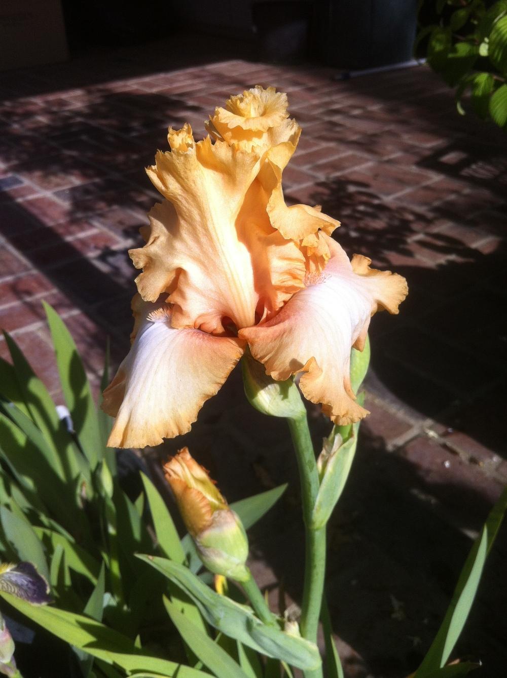 Photo of Tall Bearded Iris (Iris 'Deliciously Different') uploaded by gnafziger