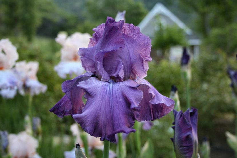 Photo of Tall Bearded Iris (Iris 'Good Looking') uploaded by gnafziger